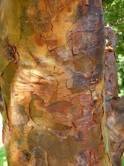 Acer griseum ecorce